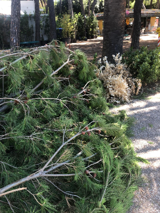 San Benedetto - Rami caduti vicino via Pasqualetti e il giallo dei pini "spariti"
